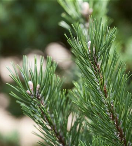 Pinus mugo 'Gnom'