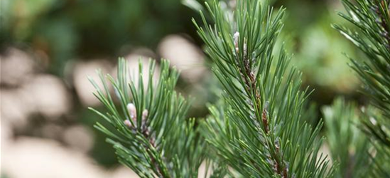 Pinus mugo 'Gnom'