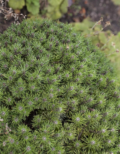 Pinus mugo 'Benjamin'