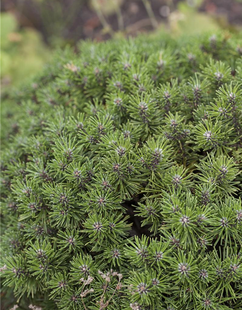 Pinus mugo 'Benjamin'