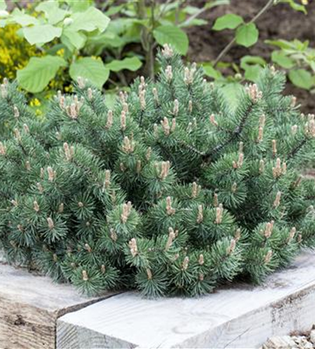 Pinus mugo 'Humpy'