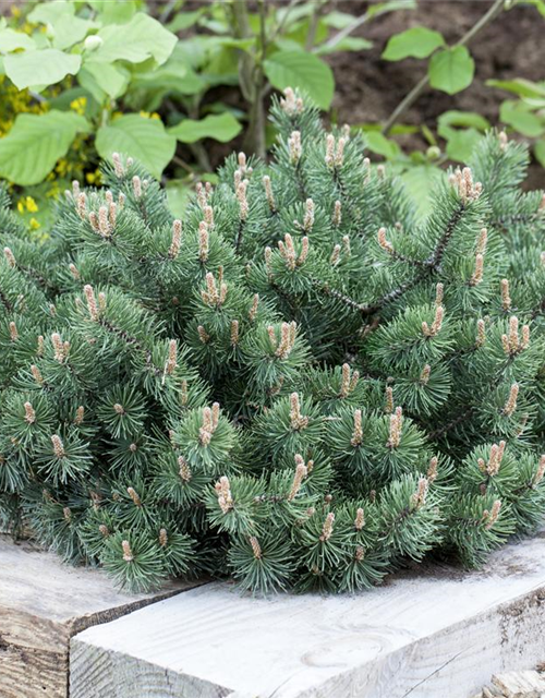 Pinus mugo 'Humpy'