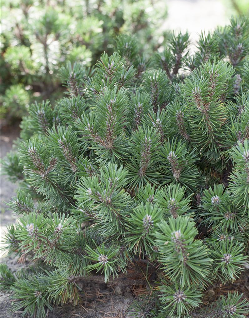 Pinus mugo 'Humpy'