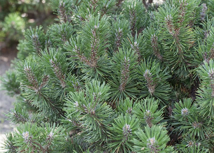 Pinus mugo 'Humpy'