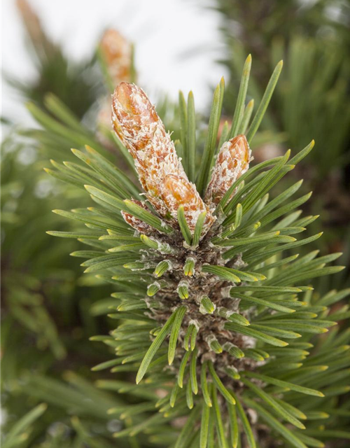 Pinus mugo 'Humpy'