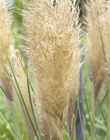 Cortaderia selloana 'Tiny Pampa'®