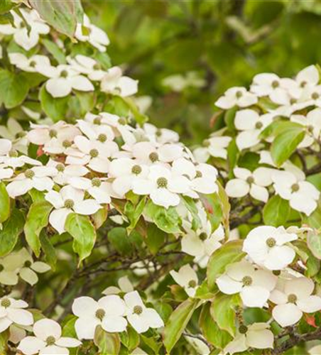 Cornus kousa 'Bultinck's Giant Flower'