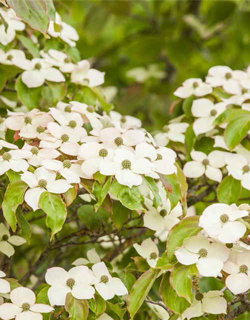 Cornus kousa 'Bultinck's Giant Flower'