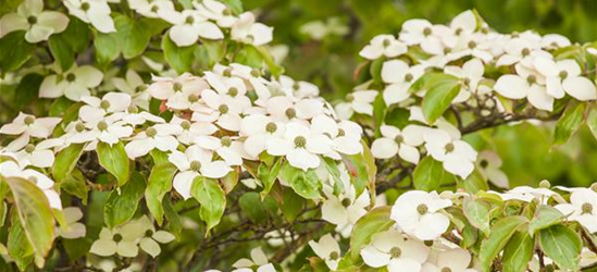 Cornus kousa 'Bultinck's Giant Flower'