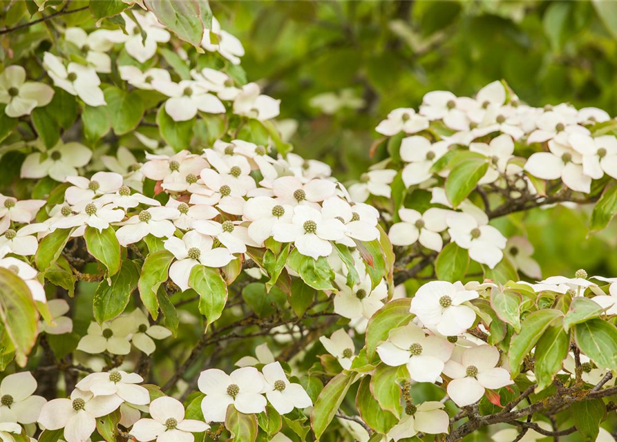 Cornus kousa 'Bultinck's Giant Flower'