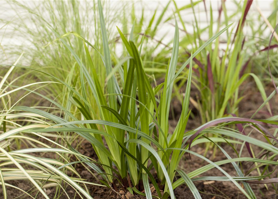 Teppich-Japan-Segge 'Irish Green'