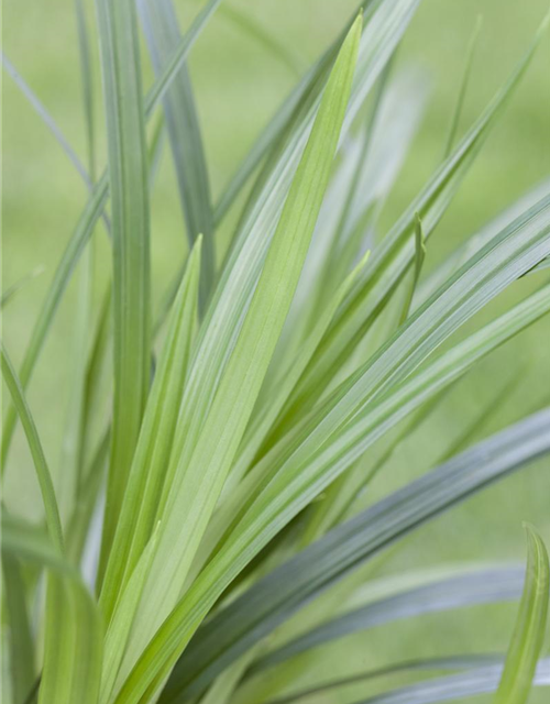 Teppich-Japan-Segge 'Irish Green'