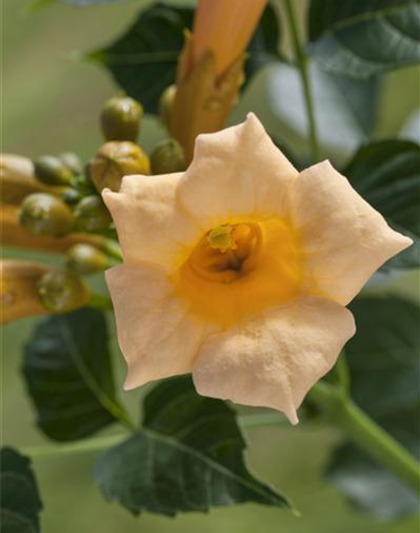 Campsis tagliabuana 'Summer Jazz Gold'®