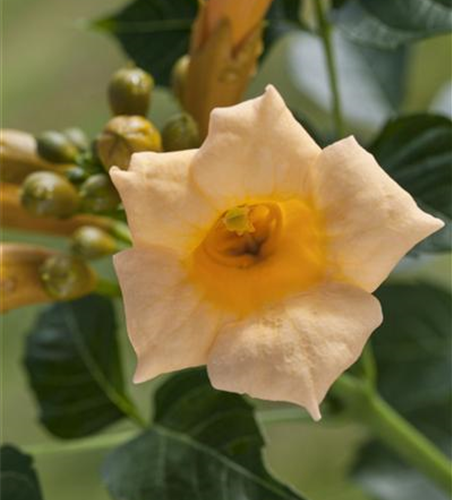 Campsis tagliabuana 'Summer Jazz Gold'®