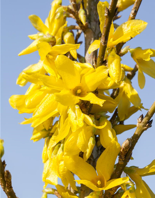 Forsythia intermedia 'Week End'®