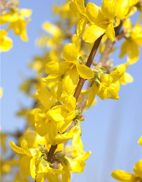 Forsythia intermedia 'Week End'®