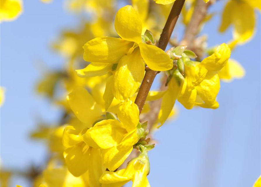 Forsythia intermedia 'Week End'®