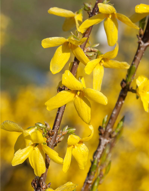 Forsythia intermedia 'Week End'®