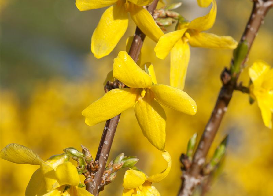 Forsythia intermedia 'Week End'®