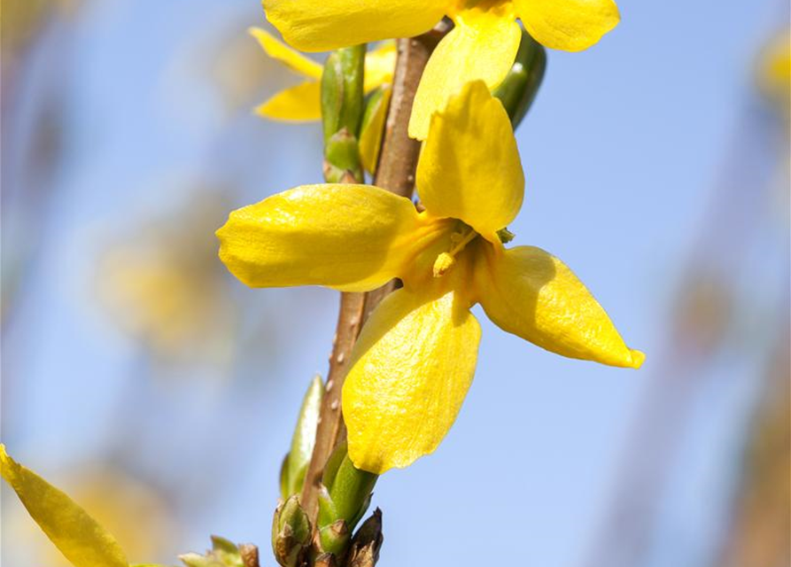 Forsythia intermedia 'Week End'®