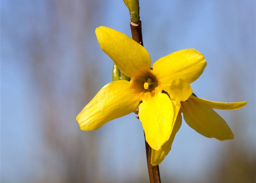 Forsythia intermedia 'Week End'®