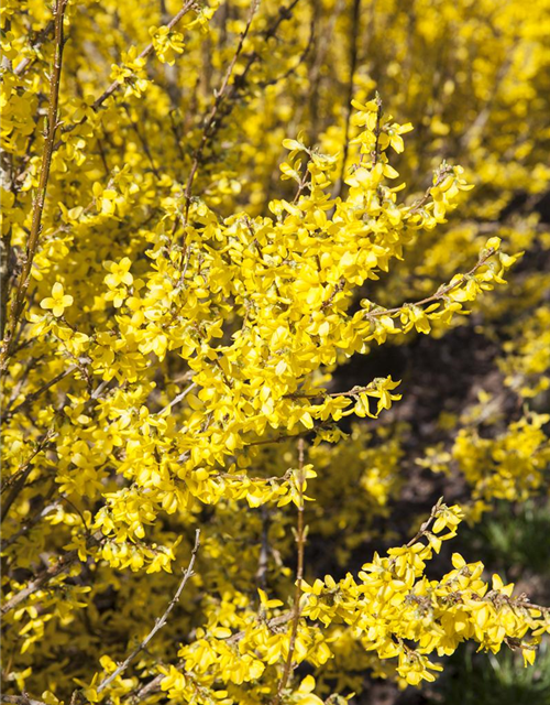 Forsythia intermedia 'Week End'®