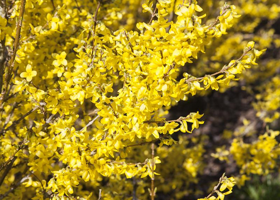 Forsythia intermedia 'Week End'®