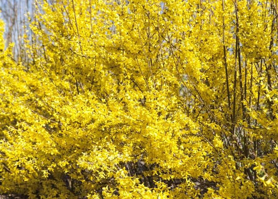 Forsythia intermedia 'Week End'®