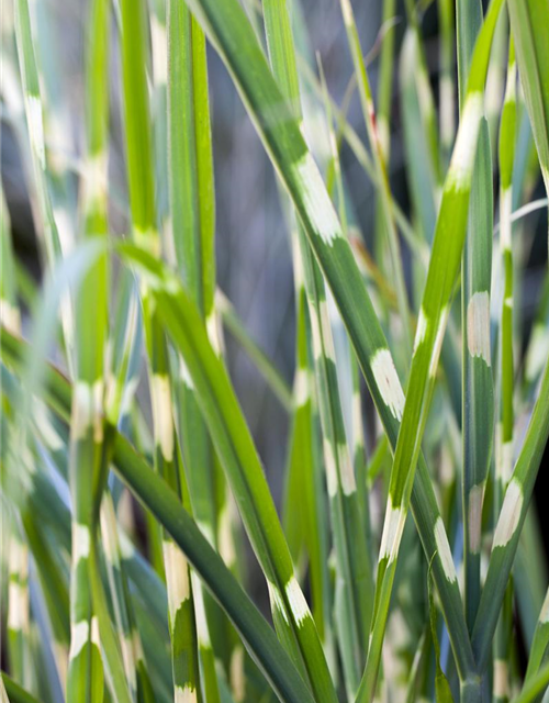 Garten-Zebraschilf 'Strictus'