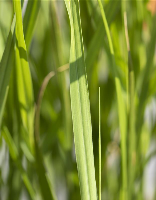 Garten-Zebraschilf 'Strictus'