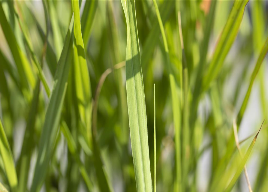 Garten-Zebraschilf 'Strictus'