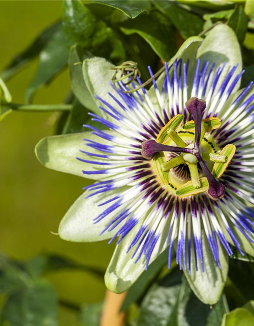 Blaue Passionsblume