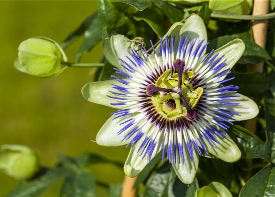 Blaue Passionsblume