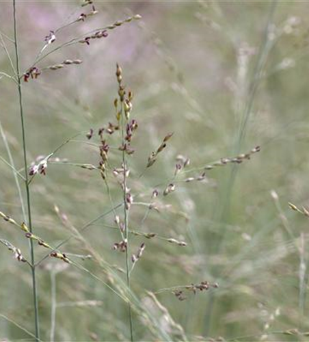 Garten-Ruten-Hirse 'Prairie Sky'