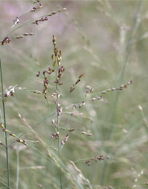 Garten-Ruten-Hirse 'Prairie Sky'