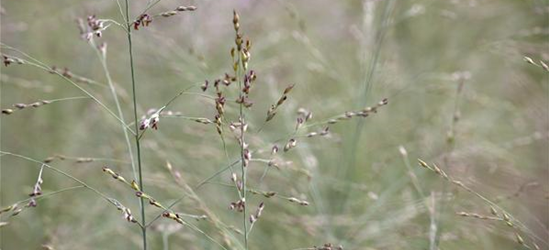 Garten-Ruten-Hirse 'Prairie Sky'