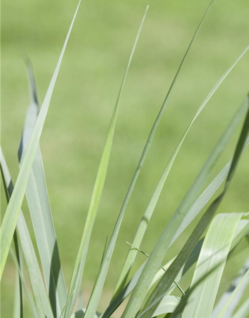 Garten-Ruten-Hirse 'Prairie Sky'