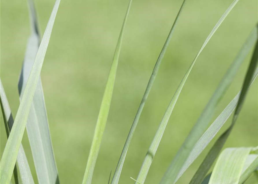 Garten-Ruten-Hirse 'Prairie Sky'