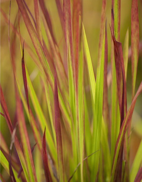 R Imperata cylindrica var.koenig. 'Red Baron'