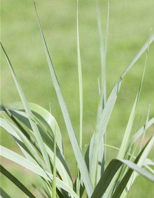 Garten-Ruten-Hirse 'Prairie Sky'