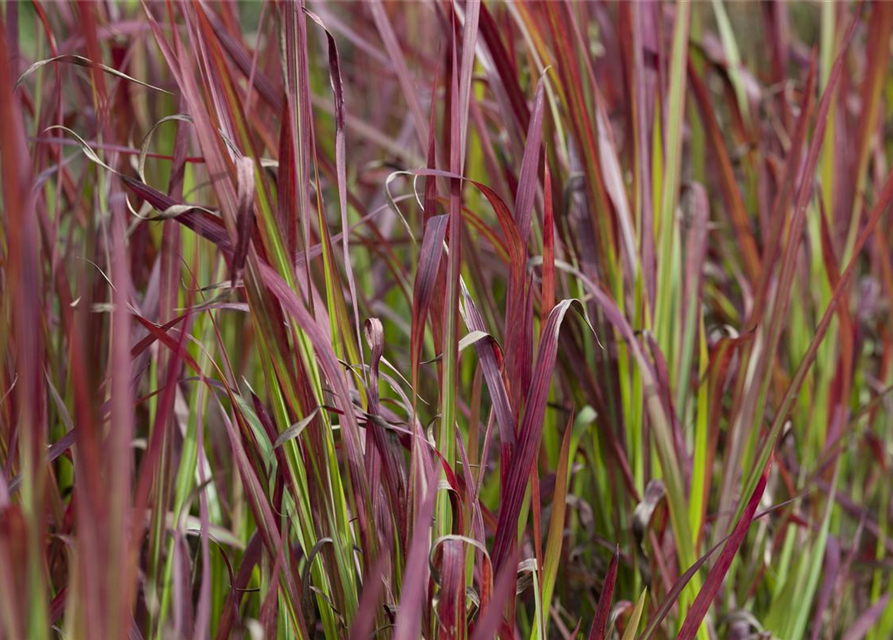 R Imperata cylindrica var.koenig. 'Red Baron'