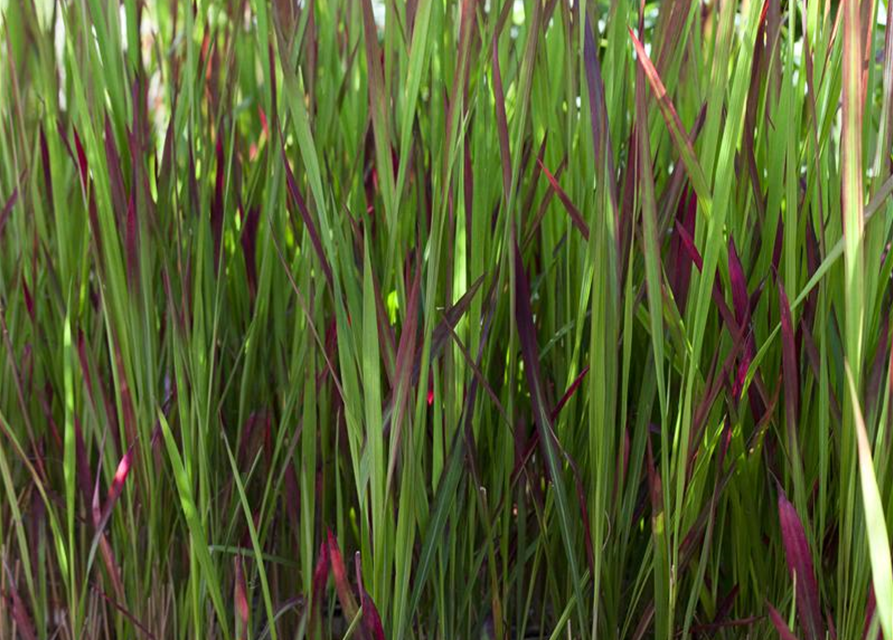 R Imperata cylindrica var.koenig. 'Red Baron'