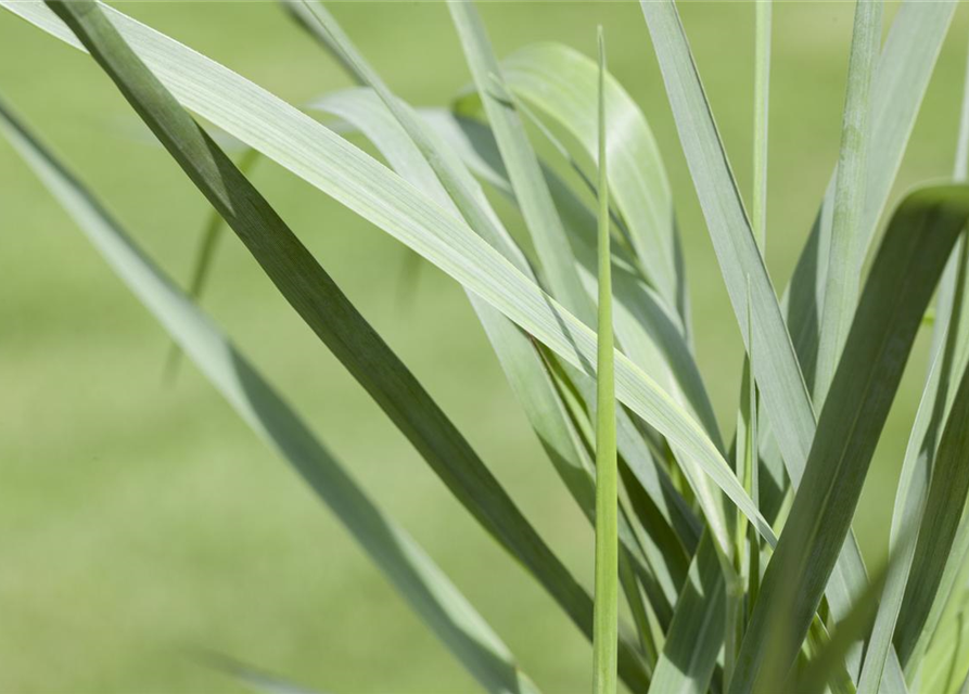 Garten-Ruten-Hirse 'Prairie Sky'