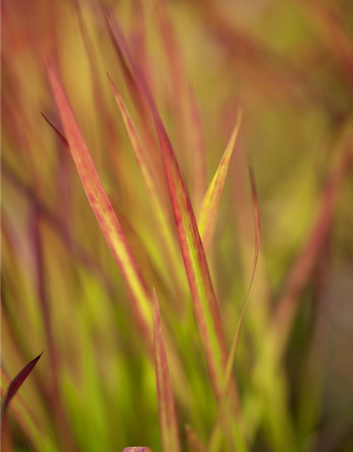 R Imperata cylindrica var.koenig. 'Red Baron'