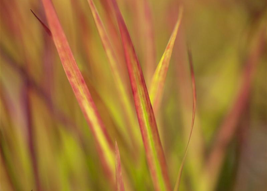 R Imperata cylindrica var.koenig. 'Red Baron'