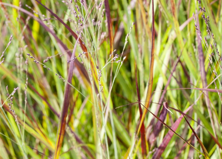 R Imperata cylindrica var.koenig. 'Red Baron'