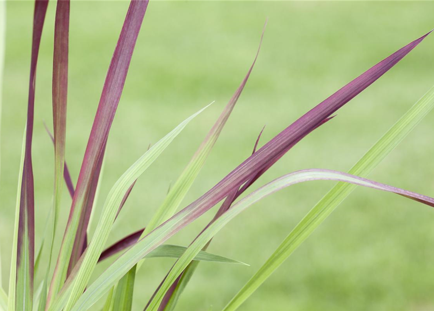 R Imperata cylindrica var.koenig. 'Red Baron'