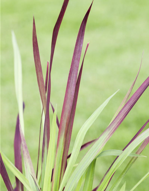 R Imperata cylindrica var.koenig. 'Red Baron'