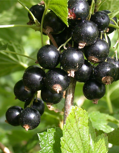 Johannisbeere Polar Fruits® 'Black Currant Berry'