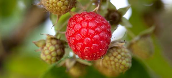 Rubus idaeus 'Willamette'